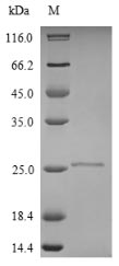 Bacterial APT protein