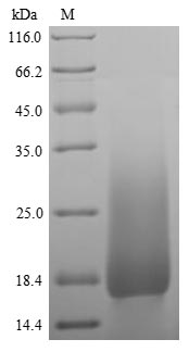 Mouse LY6G protein