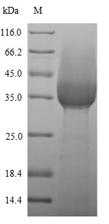 Mouse LY6G protein