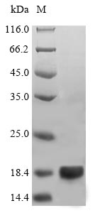 Plant LEB6 protein