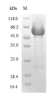 Bacterial PLCH protein