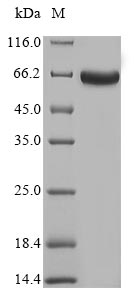 Bacterial MTR protein