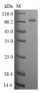Human CLU protein