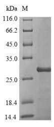 Bacterial alpha-amylase inhibitor HOE-467A protein