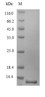 Mouse LY6G protein