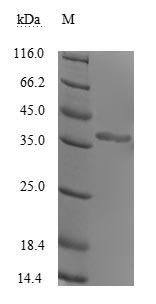 Human Genome poly protein