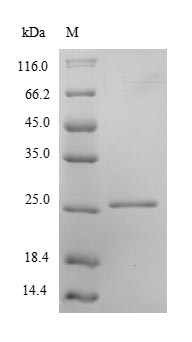 Human PRDX2 protein