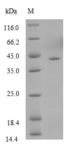Viral VP35 protein