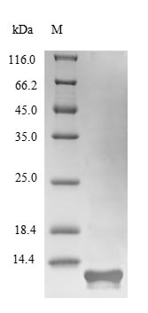 Fungi HFB2 protein