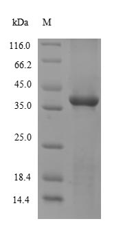 Mouse SULT1A1 protein