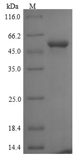 Human FBXL2 protein