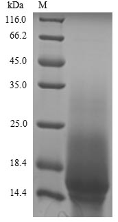 Mouse Aquaporin 4 protein