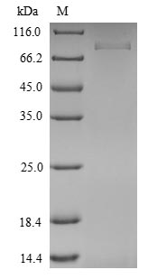 Mouse ISM1 protein