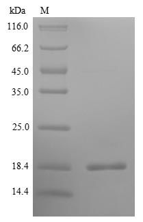 Pig IL5 protein