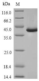 Human SPI1 protein