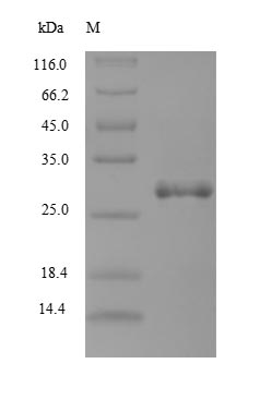 Animal Tick anticoagulant peptide protein