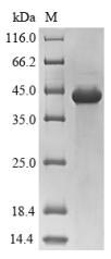 Human PSMB8 protein