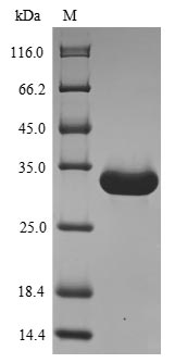 Mouse ANG4 protein
