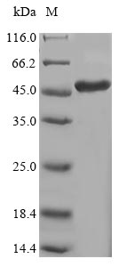 Human LOX protein