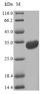 E. coli ELTA protein
