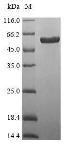 Mouse WNT7B protein