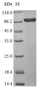 Human ISM1 protein