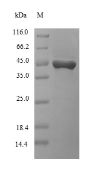 Human KIR2DS3 protein