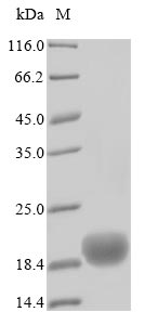 Human CD52 protein