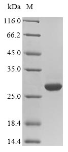 Mouse PRL3D1 protein