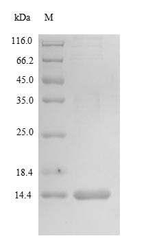 Human MGP protein