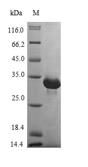 Human TK2 protein