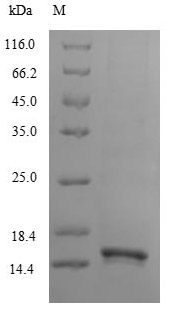Human LY6G6D protein