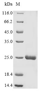 Plant Endochitinase protein