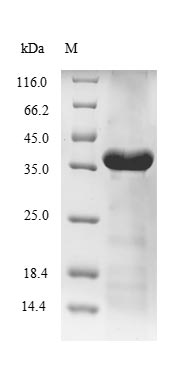 Animal LIGA protein