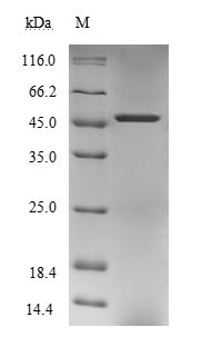 Human PNMA1 protein