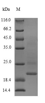 Rat CALM1 protein