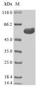 Human TEAD1 protein