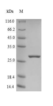 Human FXN protein