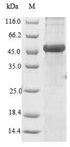 Human Versican protein