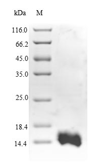 Human RFC1 protein