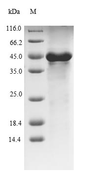 E. coli ELTA protein