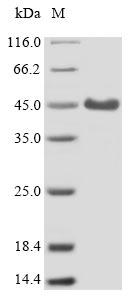 Mouse CR1L protein