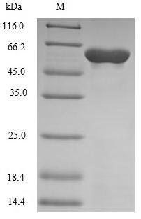 Human POLM protein