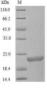 Fish L-rhamnose-binding lectin CSL3 protein