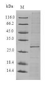 Human ADTRP protein