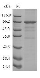 Human SLFN12L protein