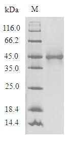 Human OR1A1 protein