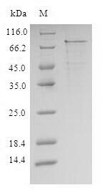 Human IL1 Receptor protein