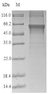 Human CRBN protein