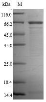 Human CRBN protein
